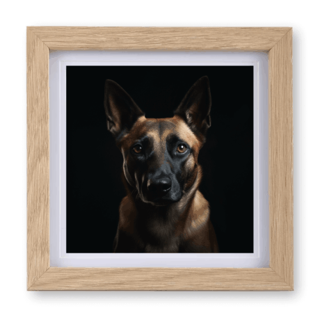 Belgian Malinois v1