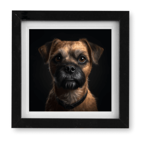 Border Terrier v1