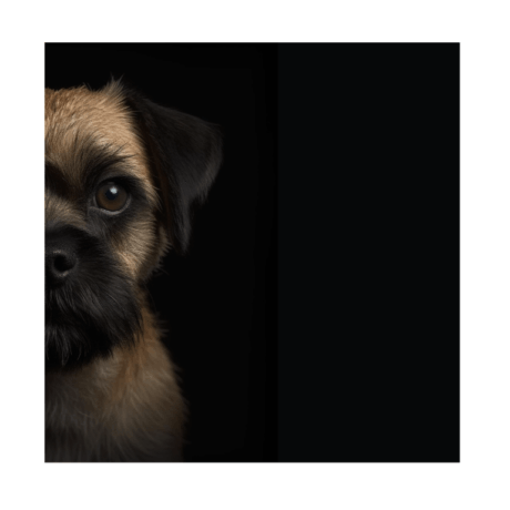 Border Terrier v2