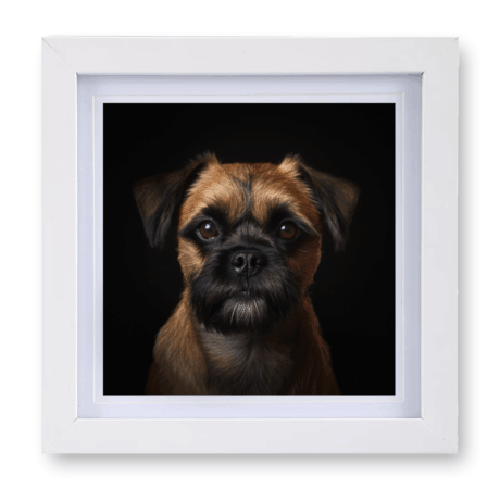 Border Terrier v3