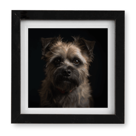 Cairn Terrier v1