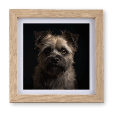 Cairn Terrier v1