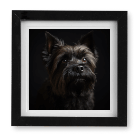 Cairn Terrier v2