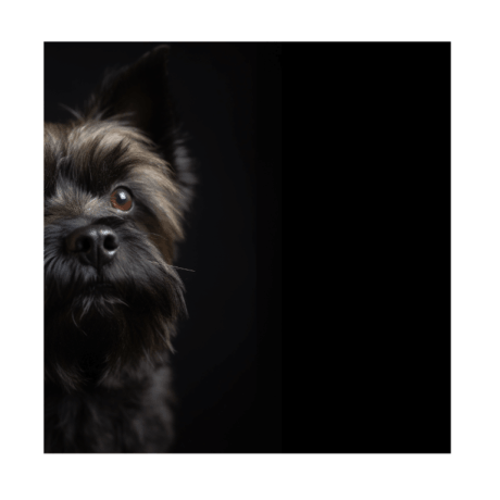 Cairn Terrier v2