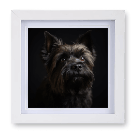 Cairn Terrier v2