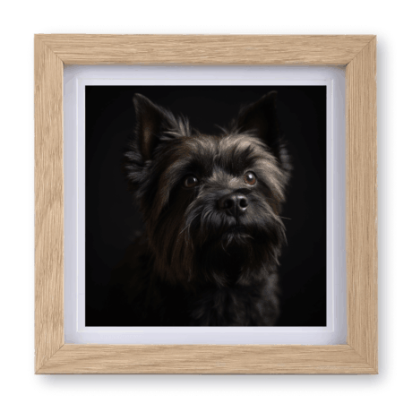 Cairn Terrier v2