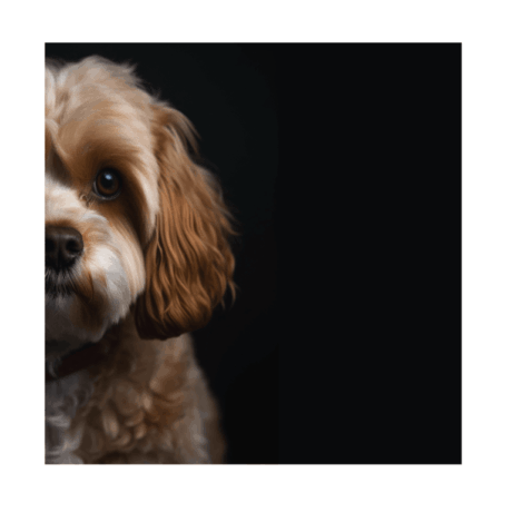 Cavapoo v1