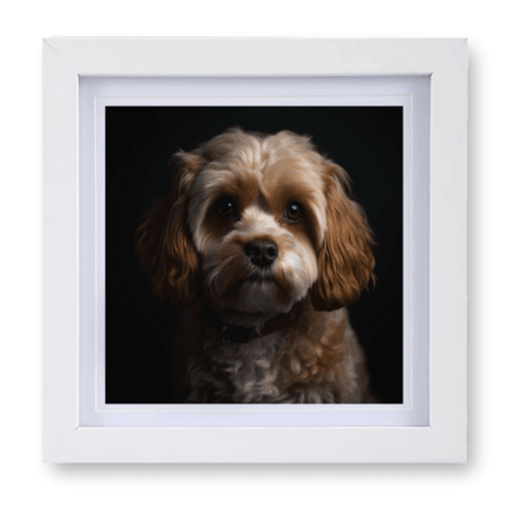 Cavapoo v1