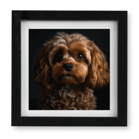 Cavapoo v2