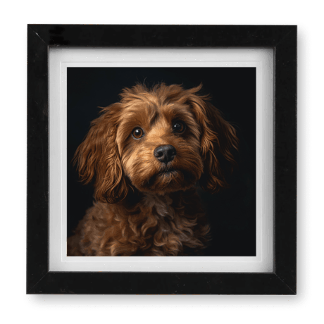 Cavapoo v3