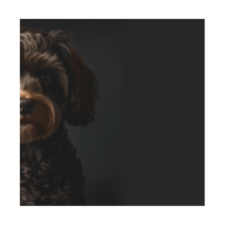 Cavapoo v5