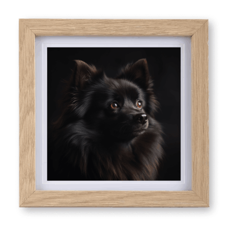 German Spitz v1