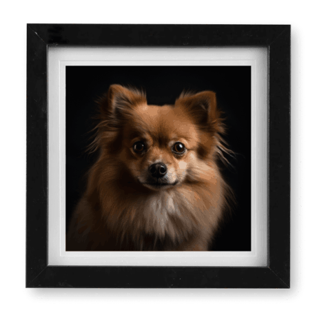 German Spitz v2