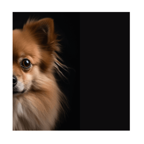 German Spitz v2