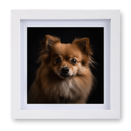 German Spitz v2