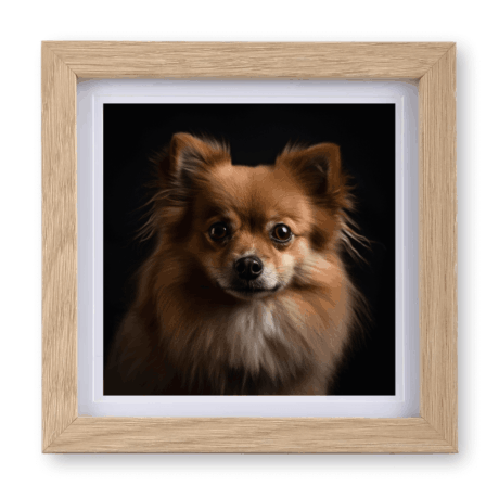 German Spitz v2