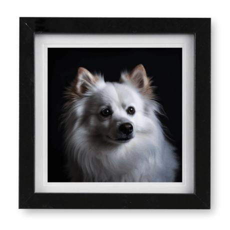 German Spitz v3