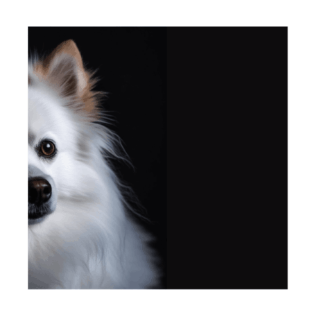 German Spitz v3