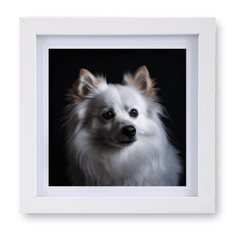 German Spitz v3