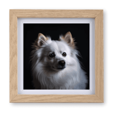 German Spitz v3