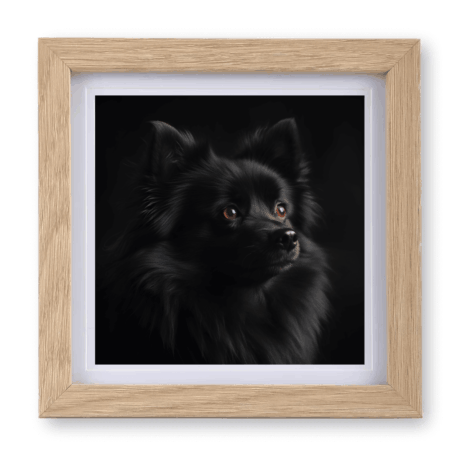 German Spitz v4