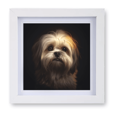 Lhasa Apso v2