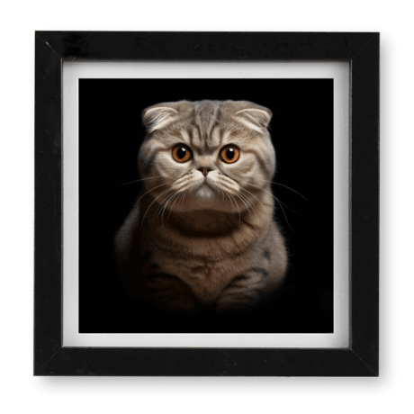 Scottish Fold v1