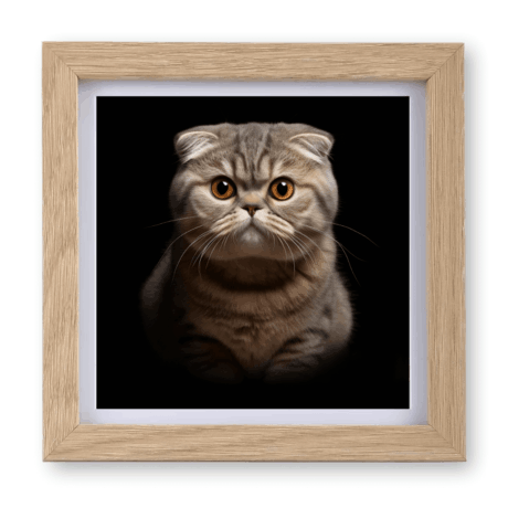 Scottish Fold v1