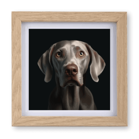 Weimaraner v1