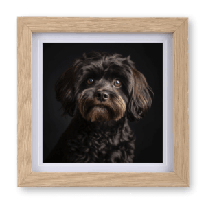 Cavapoo v4