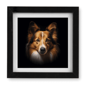 Shetland Sheepdog