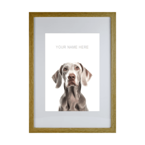 Weimaraner v2